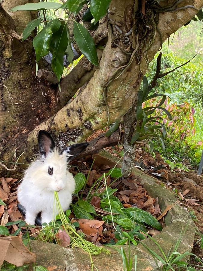 Hospedagem Recanto Das Orquideas Quatis Luaran gambar